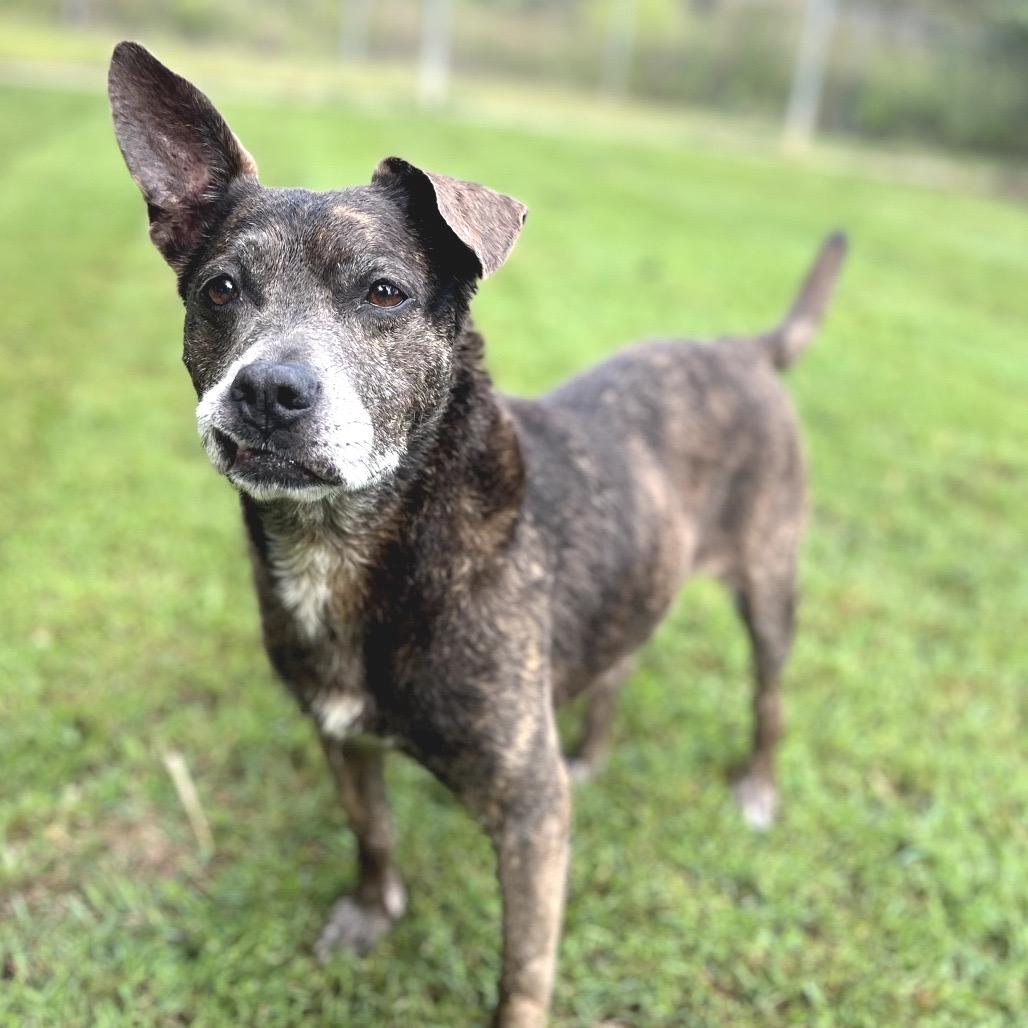 Cricket, Adoptable, Senior Female Mixed Breed.