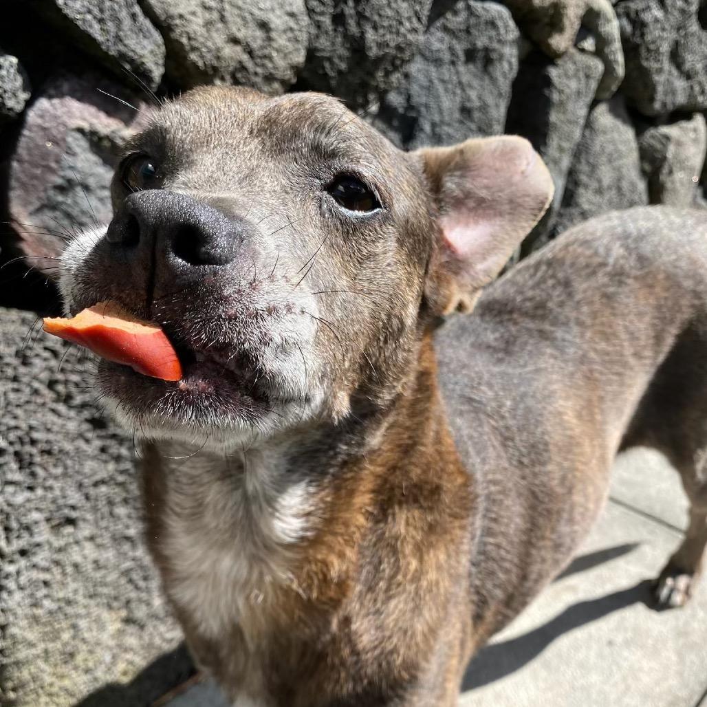 Cricket, a Adoptable Mixed Breed in Keaau, HI image 1/6