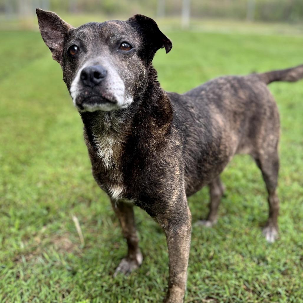 Cricket, a Adoptable Mixed Breed in Keaau, HI image 2/6