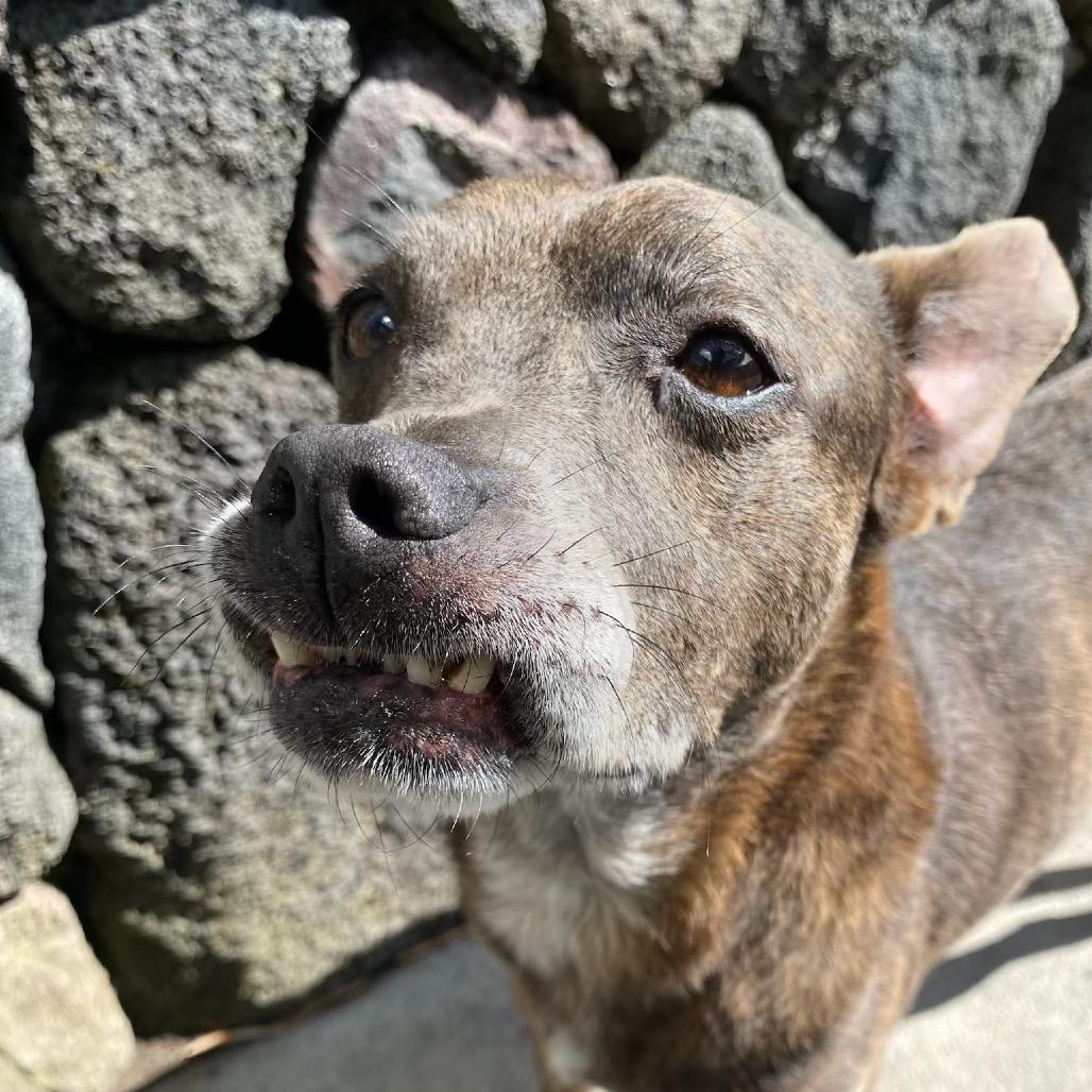 Cricket, a Adoptable Mixed Breed in Keaau, HI image 3/6