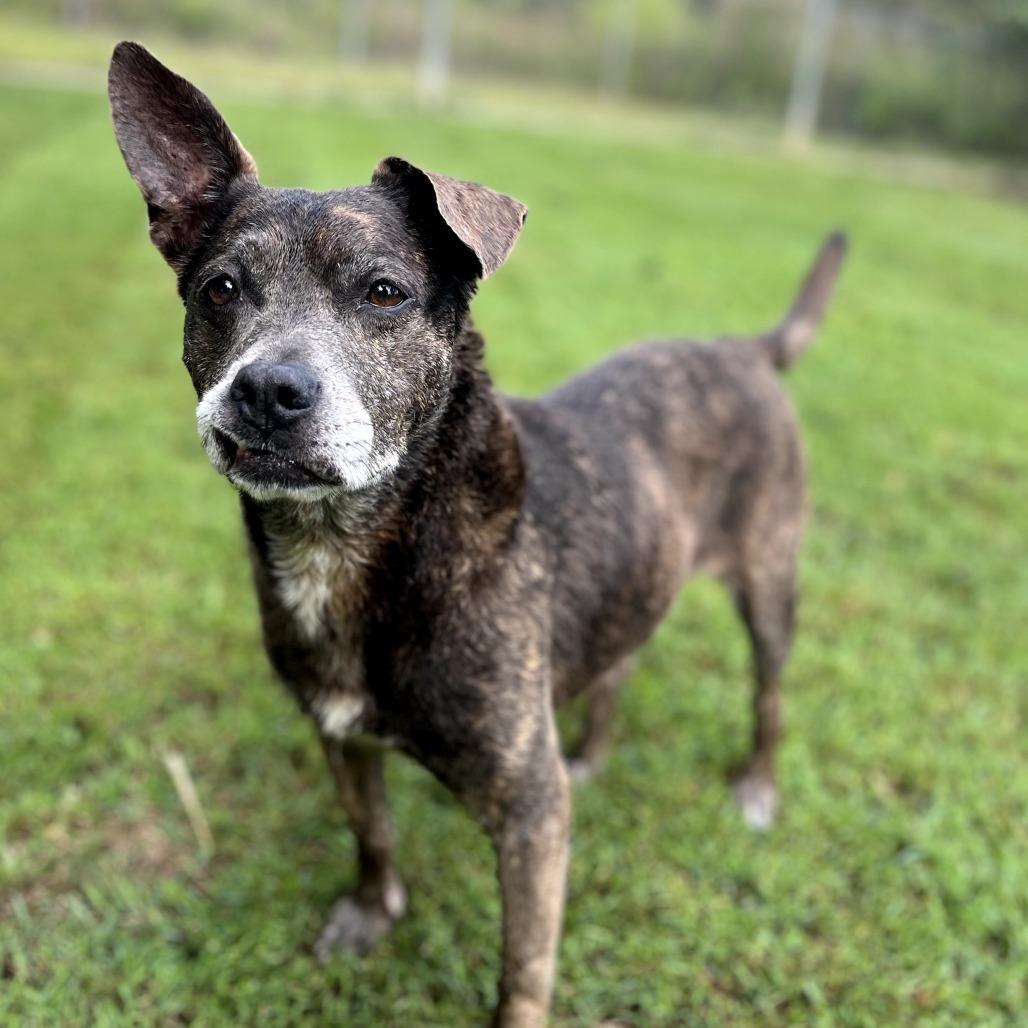 Cricket, a Adoptable Mixed Breed in Keaau, HI image 4/6