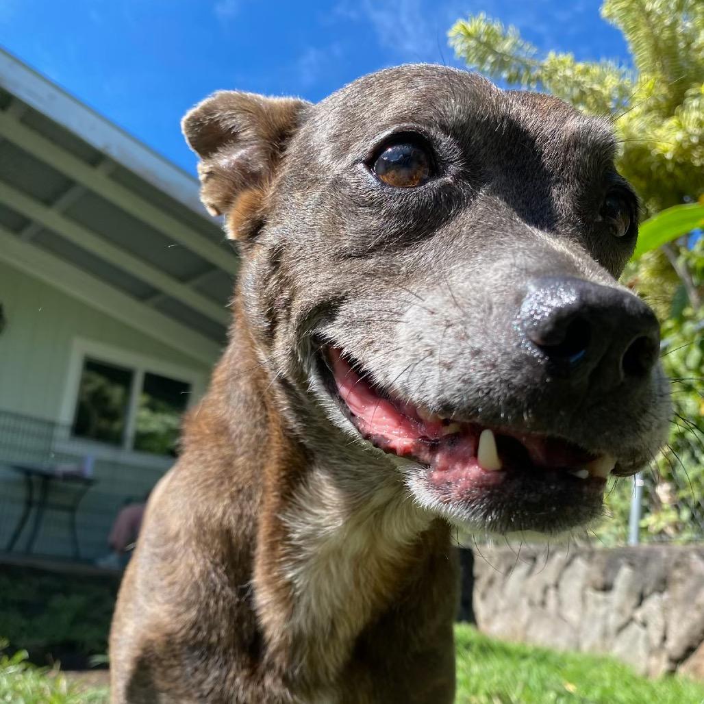 Cricket, a Adoptable Mixed Breed in Keaau, HI image 5/6
