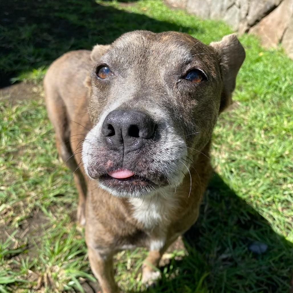 Cricket, a Adoptable Mixed Breed in Keaau, HI image 6/6