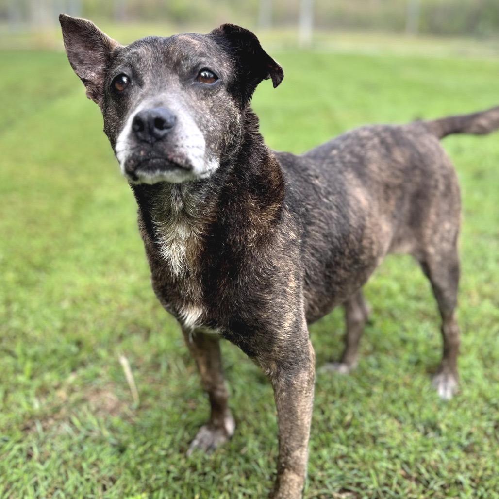 Enlarge Cricket, a Adoptable Mixed Breed in Keaau, HI image 6/6