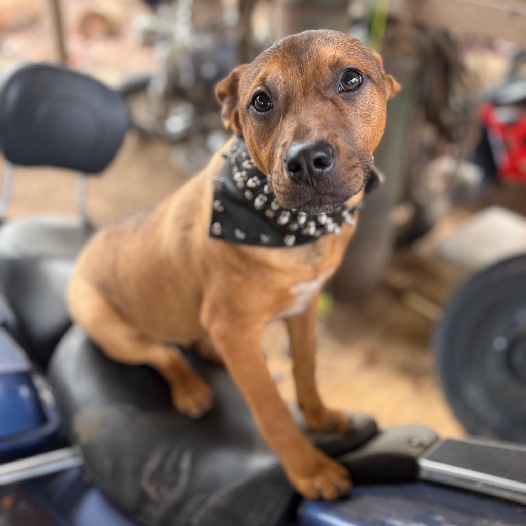 Robin Hood, Adoptable, Young Male Boxer.