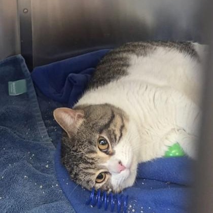 Enlarge Mocha, an adopted Domestic Short Hair in Worcester, MA image 1/1