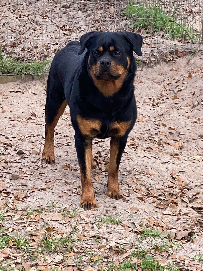 Gypsy, Adult Female Rottweiler