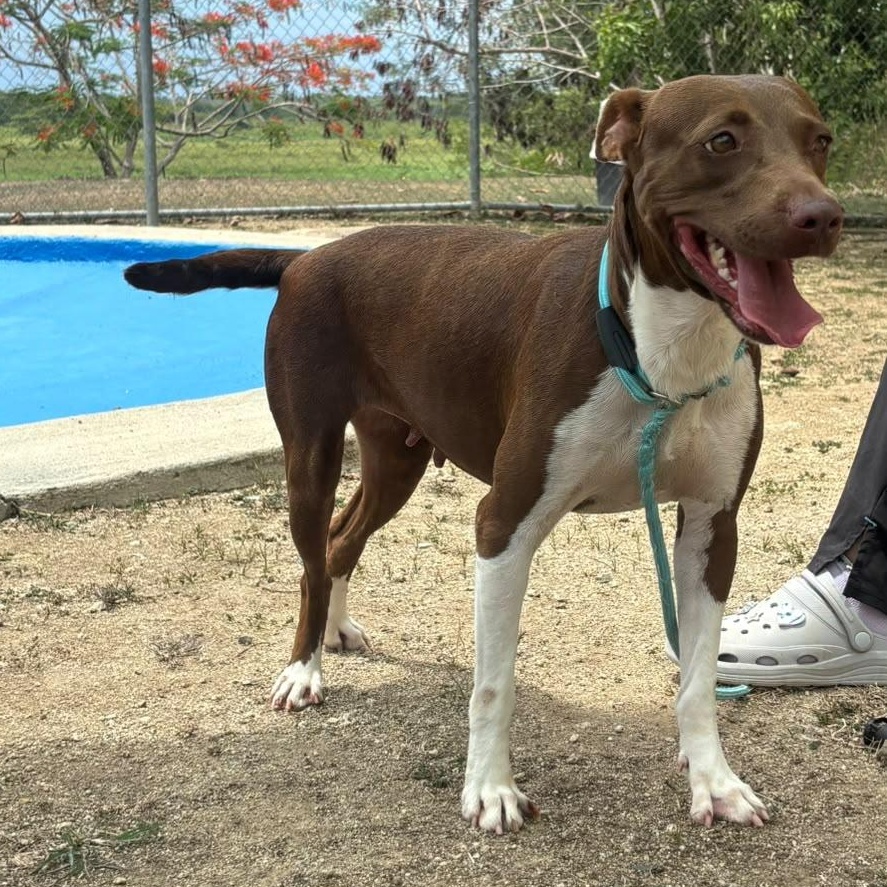 Enlarge Bambi, a Adoptable mixed breed in Philadelphia, PA image 3/6