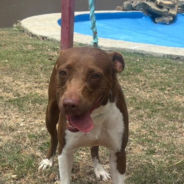 Enlarge Bambi, a Adoptable mixed breed in Philadelphia, PA image 5/6