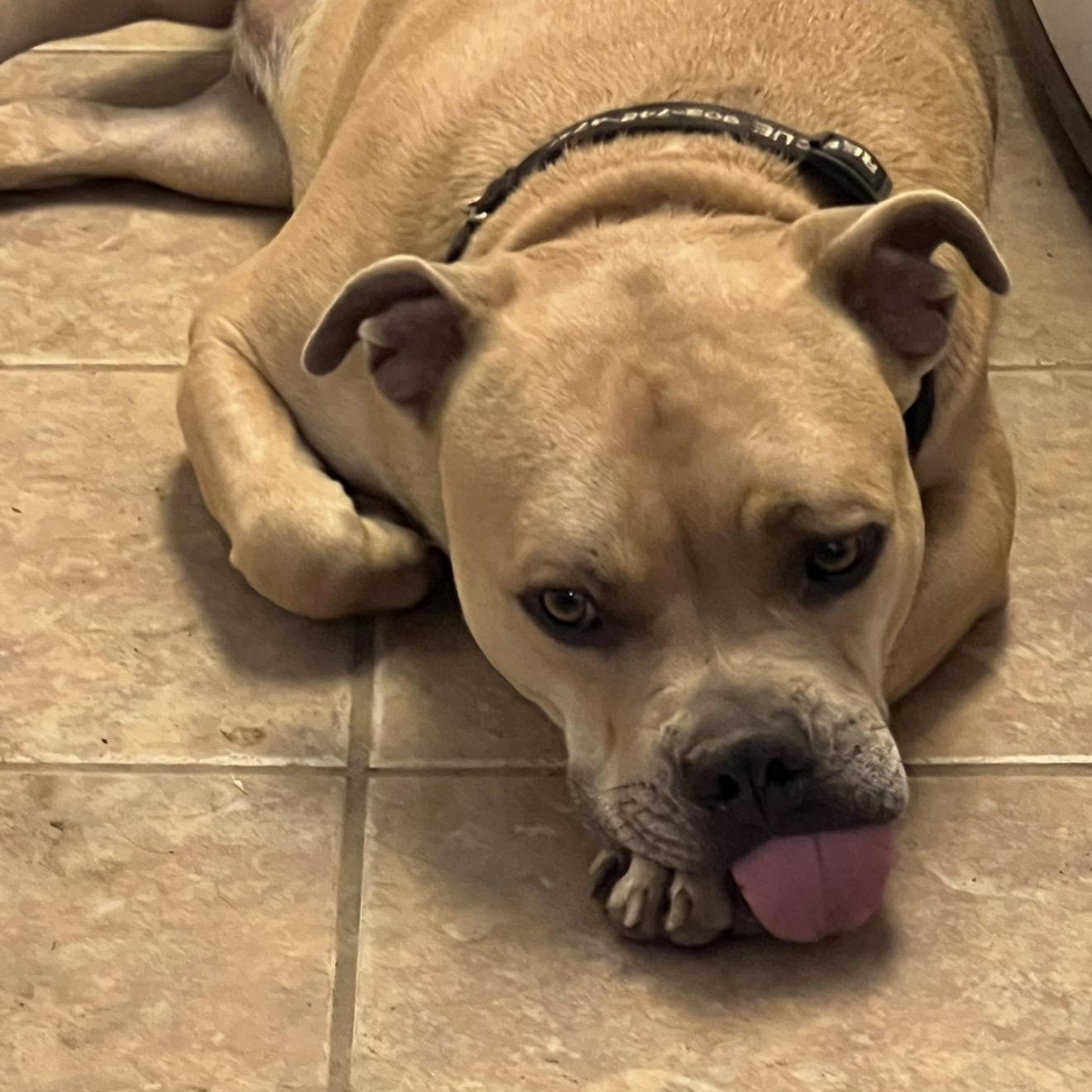 Enlarge Corky , a Adoptable Pit Bull Terrier in South Bend, IN image 3/6