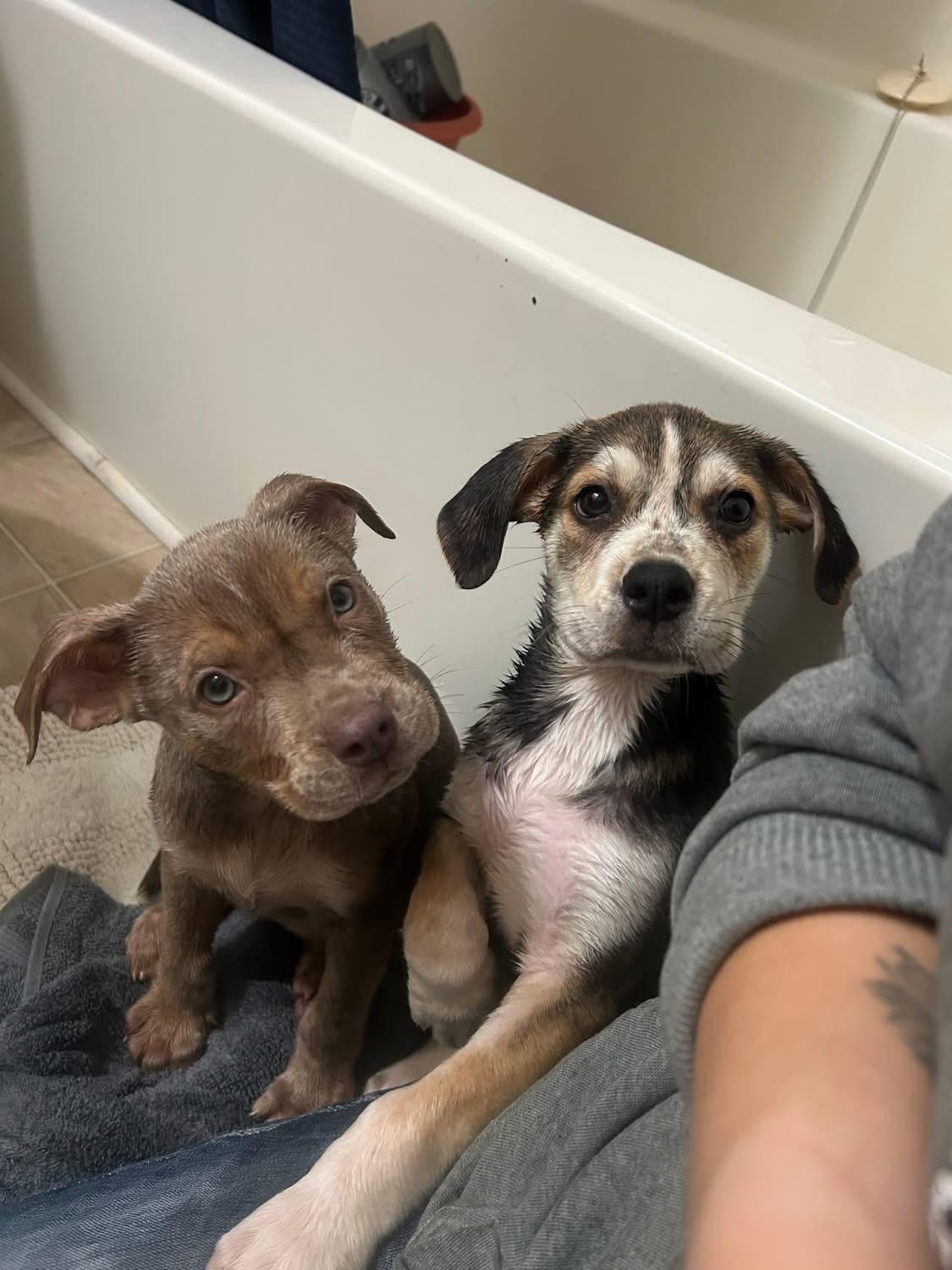 Tippy, a Adopted Mixed Breed in Fountaintown, IN image 2/4