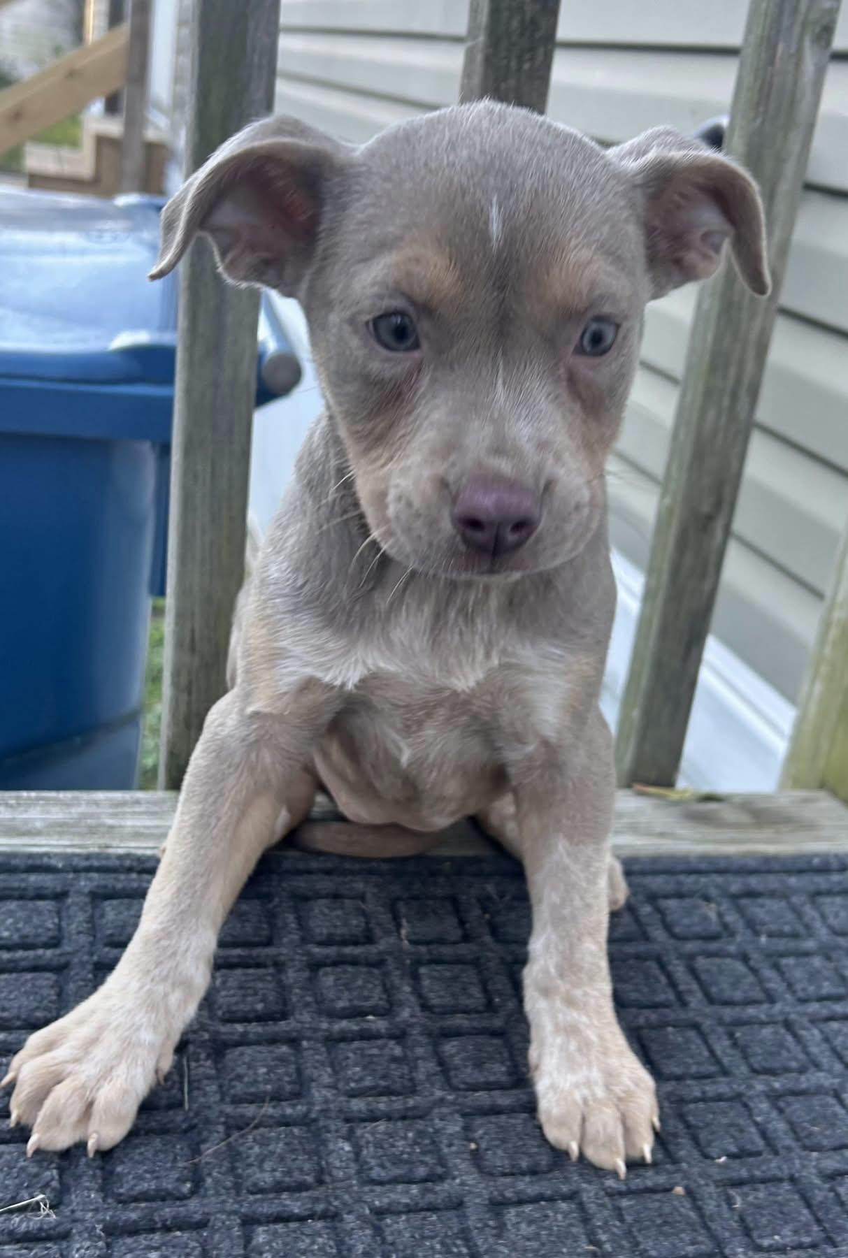 Tippy, Adopted, Puppy Female Mixed Breed.