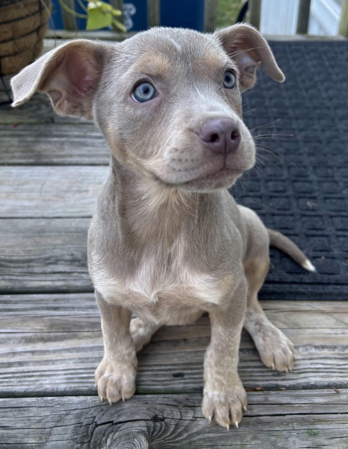 Tippy, a Adopted Mixed Breed in Fountaintown, IN image 3/4