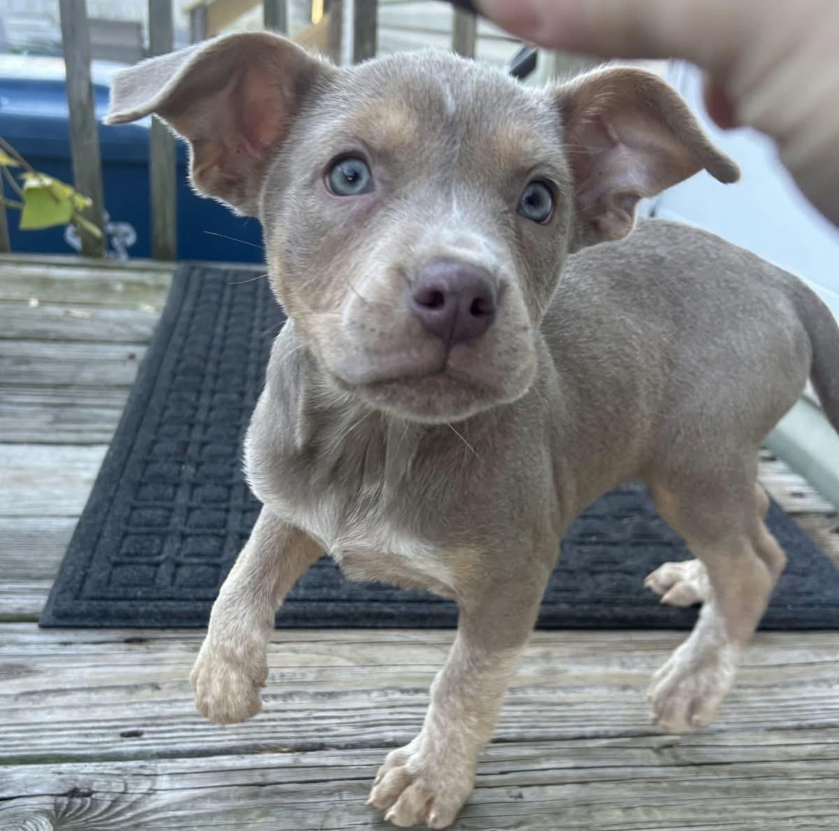 Tippy, a Adopted Mixed Breed in Fountaintown, IN image 4/4