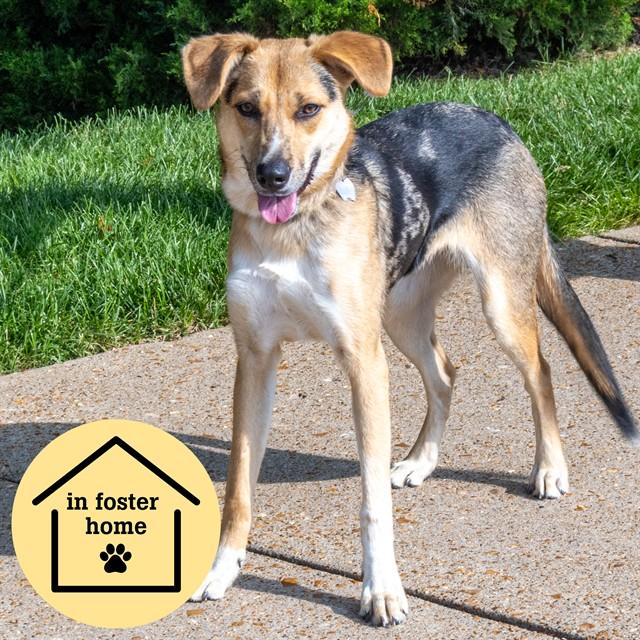 RAMONA, Adoptable, Young Female German Shepherd Dog & Australian Cattle Dog / Blue Heeler.