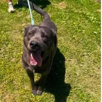 Tate, a Adoptable mixed breed in Saint John, IN image 2/6