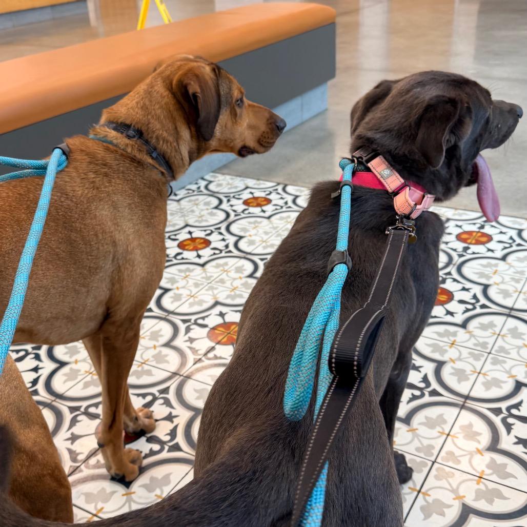 Tate, a Adoptable mixed breed in Saint John, IN image 5/6