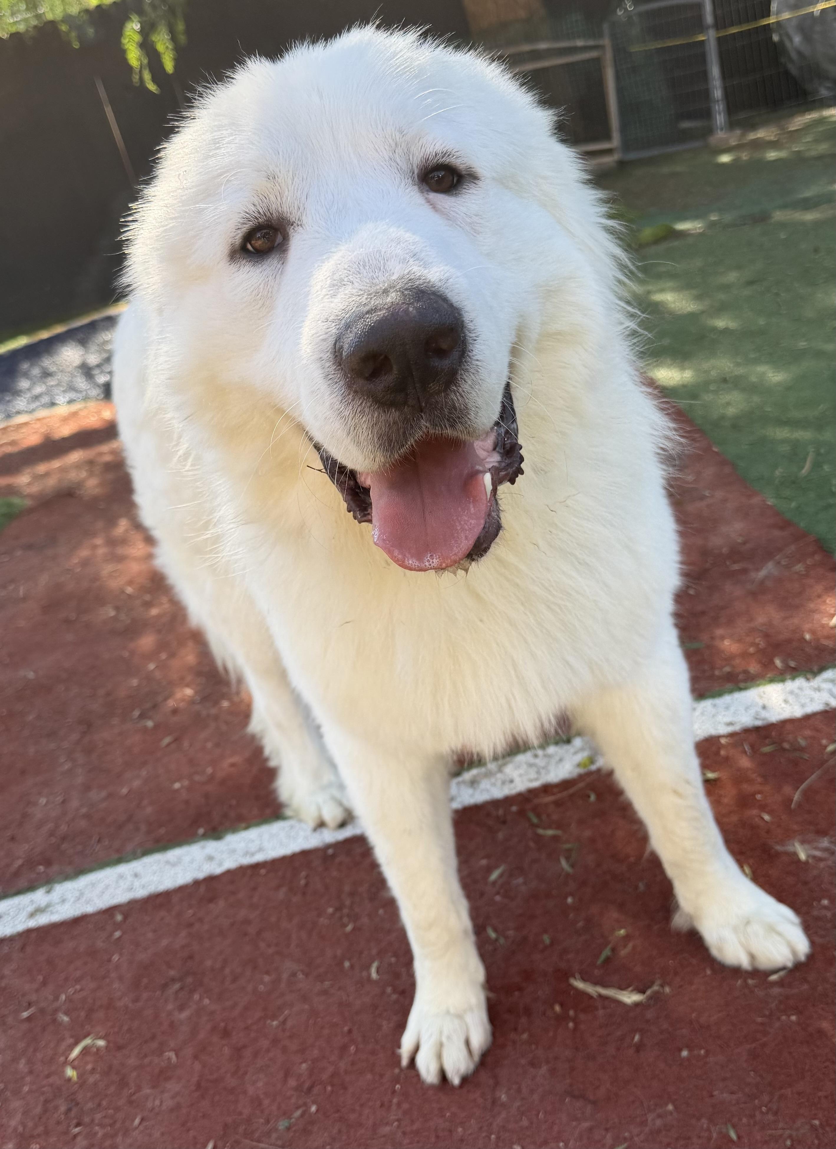 Enlarge LOUI, a Adopted Great Pyrenees in Carlsbad, CA image 1/6