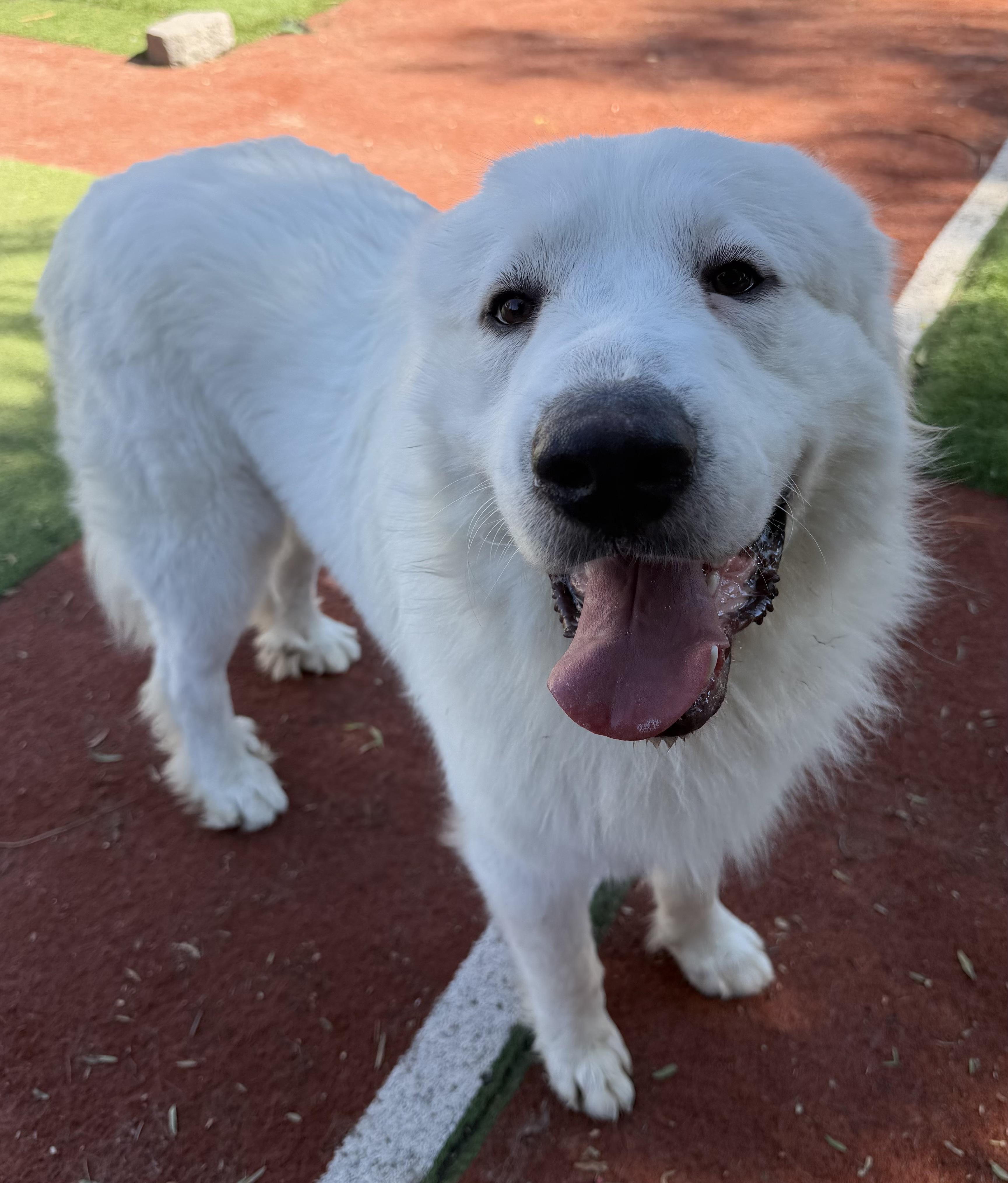 Enlarge LOUI, a Adopted Great Pyrenees in Carlsbad, CA image 2/6