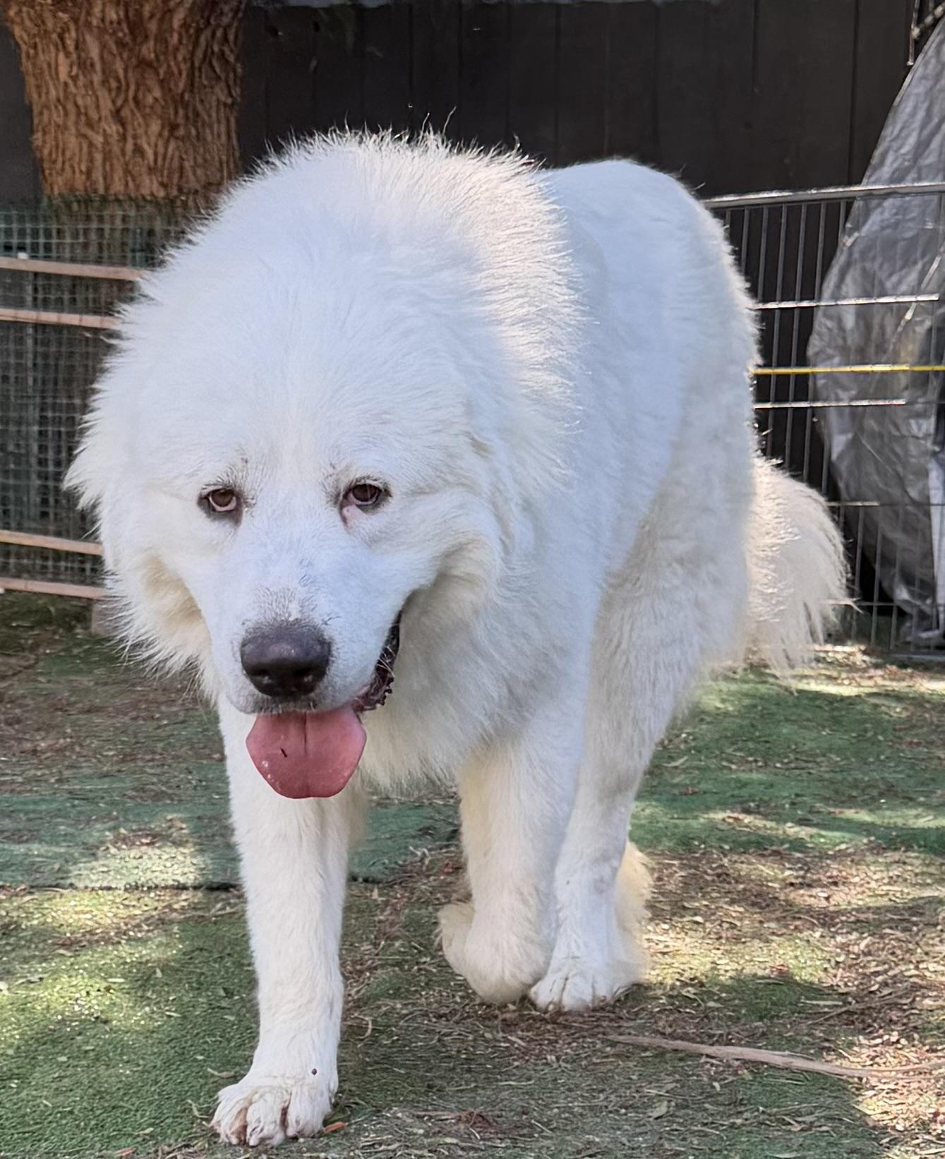 Enlarge LOUI, a Adopted Great Pyrenees in Carlsbad, CA image 3/6