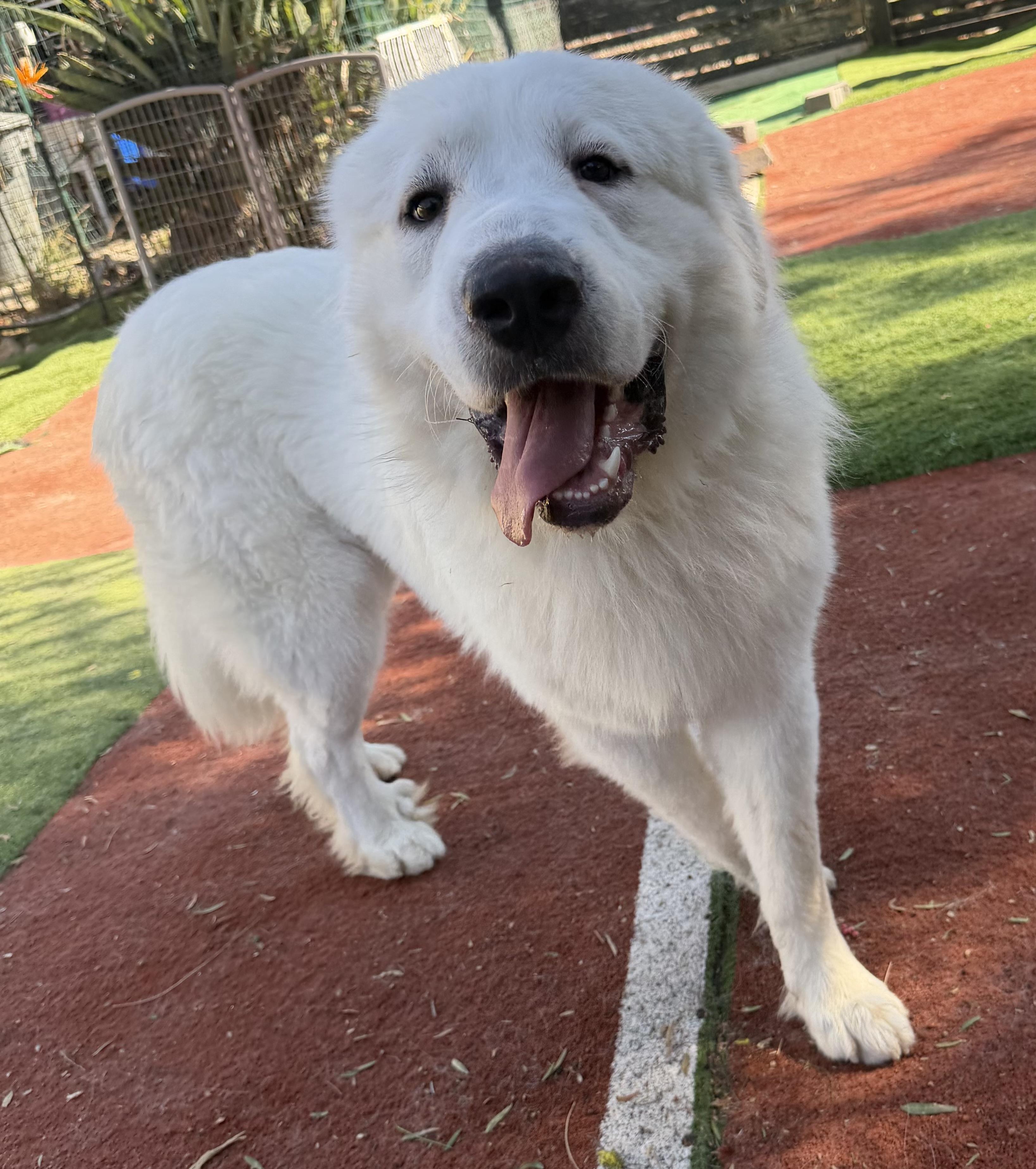 Enlarge LOUI, a Adopted Great Pyrenees in Carlsbad, CA image 4/6