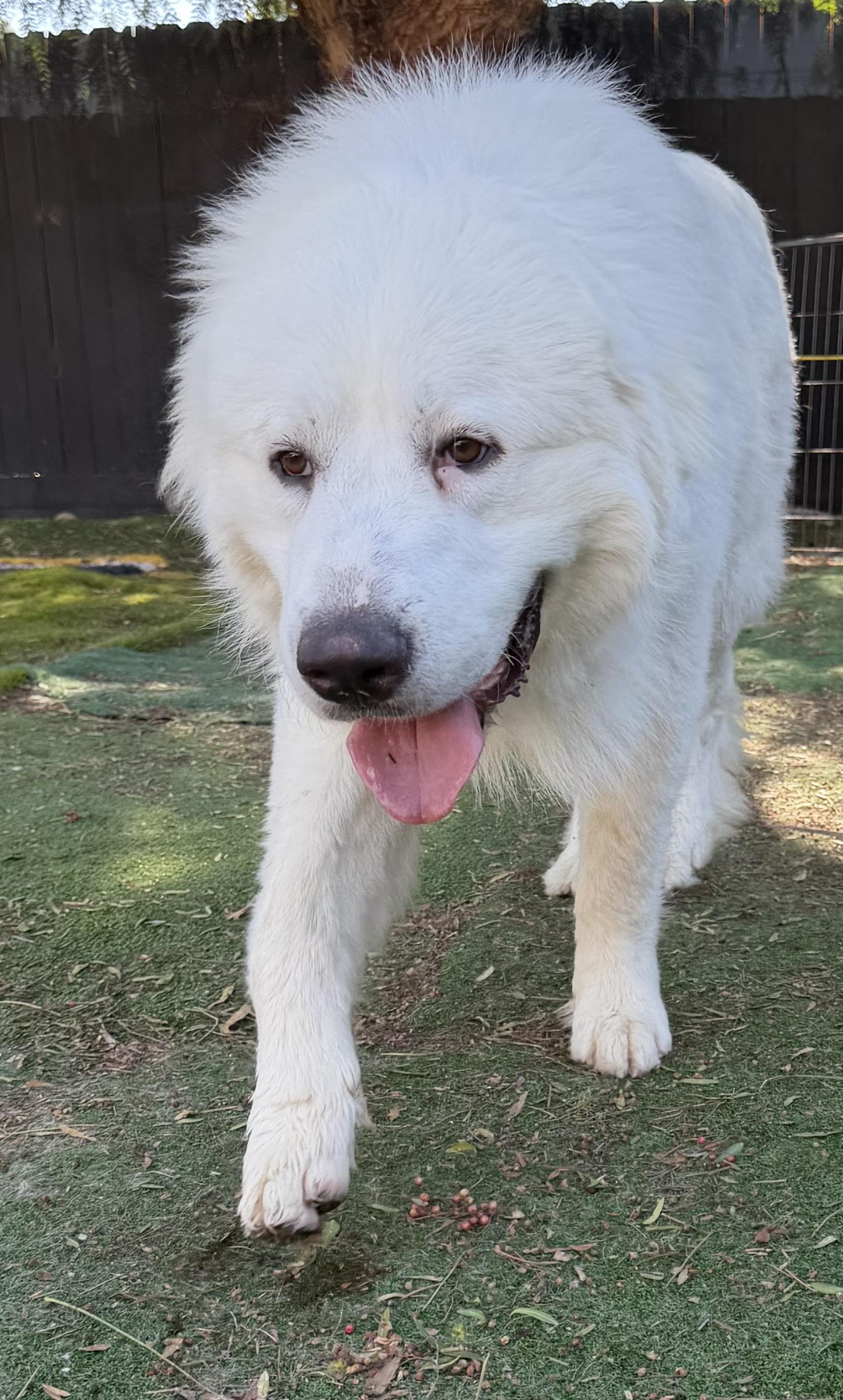 Enlarge LOUI, a Adopted Great Pyrenees in Carlsbad, CA image 5/6