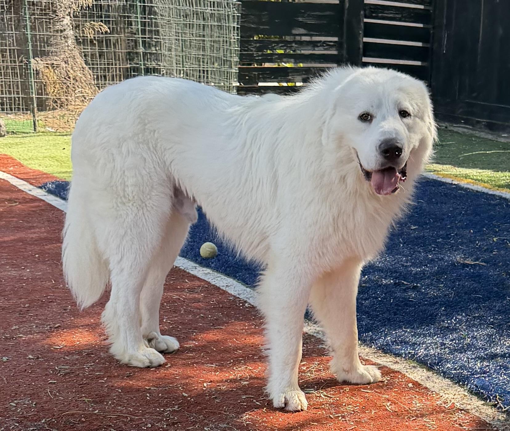 Enlarge LOUI, a Adopted Great Pyrenees in Carlsbad, CA image 6/6