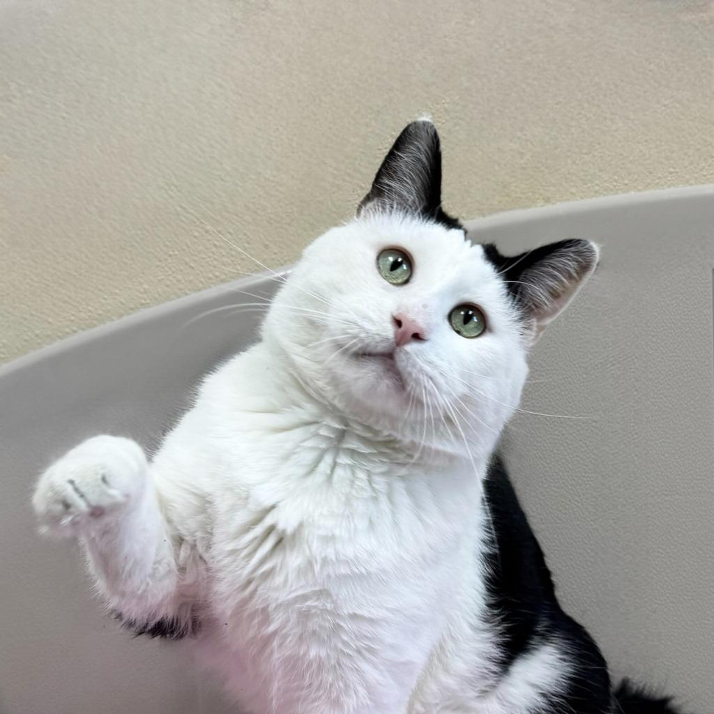 Enlarge Tommi, a Adoptable Domestic Short Hair in State College, PA image 1/6