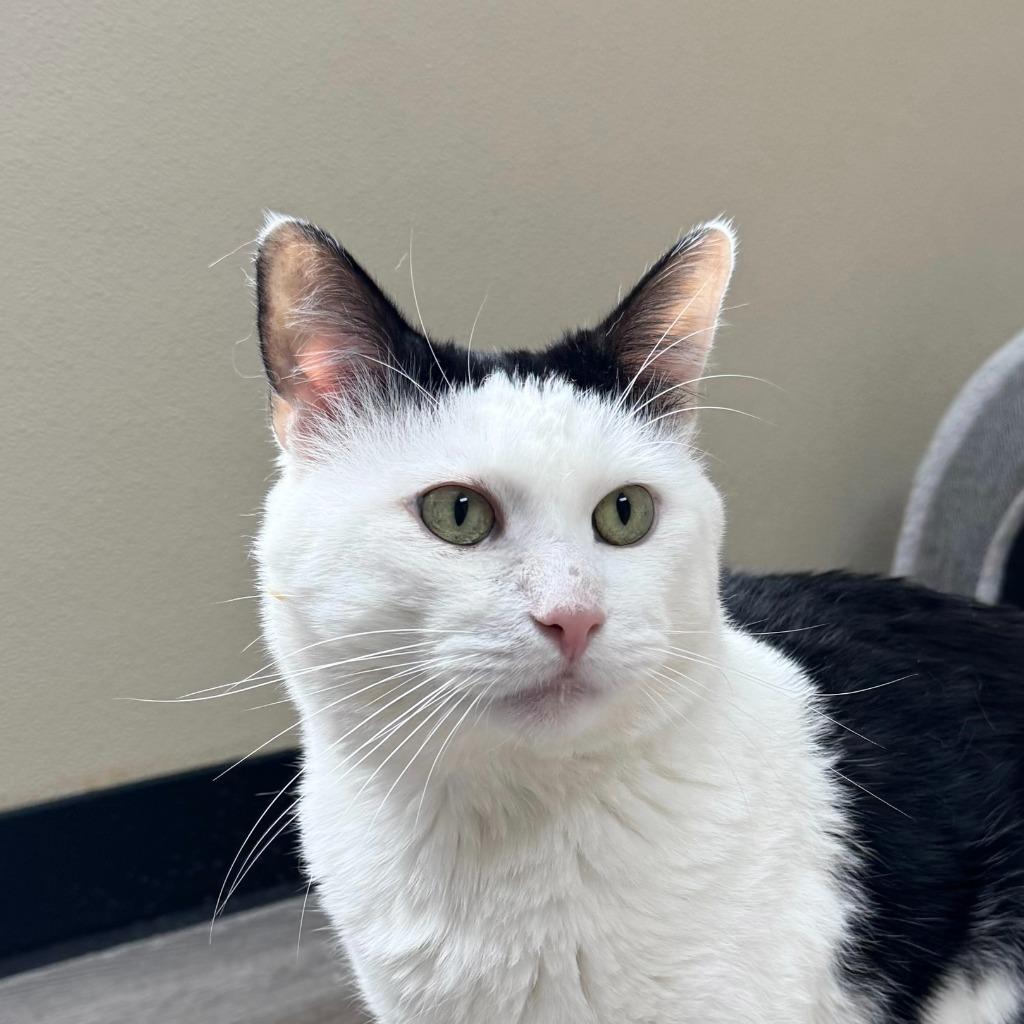 Enlarge Tommi, a Adoptable Domestic Short Hair in State College, PA image 2/6