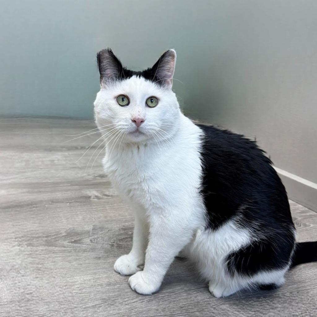 Enlarge Tommi, a Adoptable Domestic Short Hair in State College, PA image 3/6