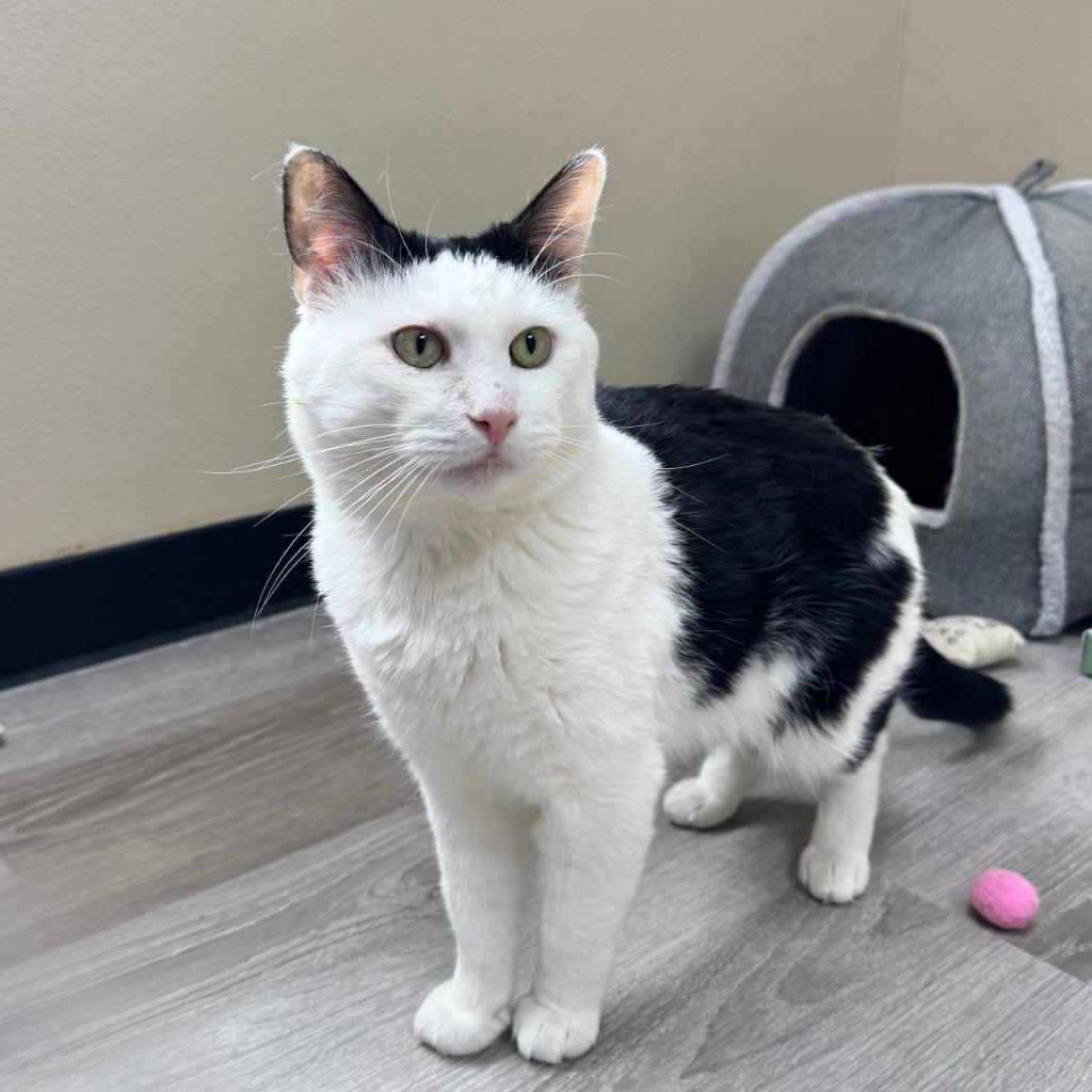 Enlarge Tommi, a Adoptable Domestic Short Hair in State College, PA image 4/6