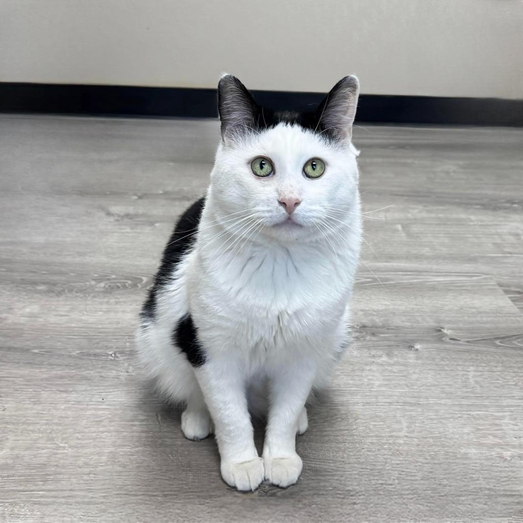 Enlarge Tommi, a Adoptable Domestic Short Hair in State College, PA image 5/6