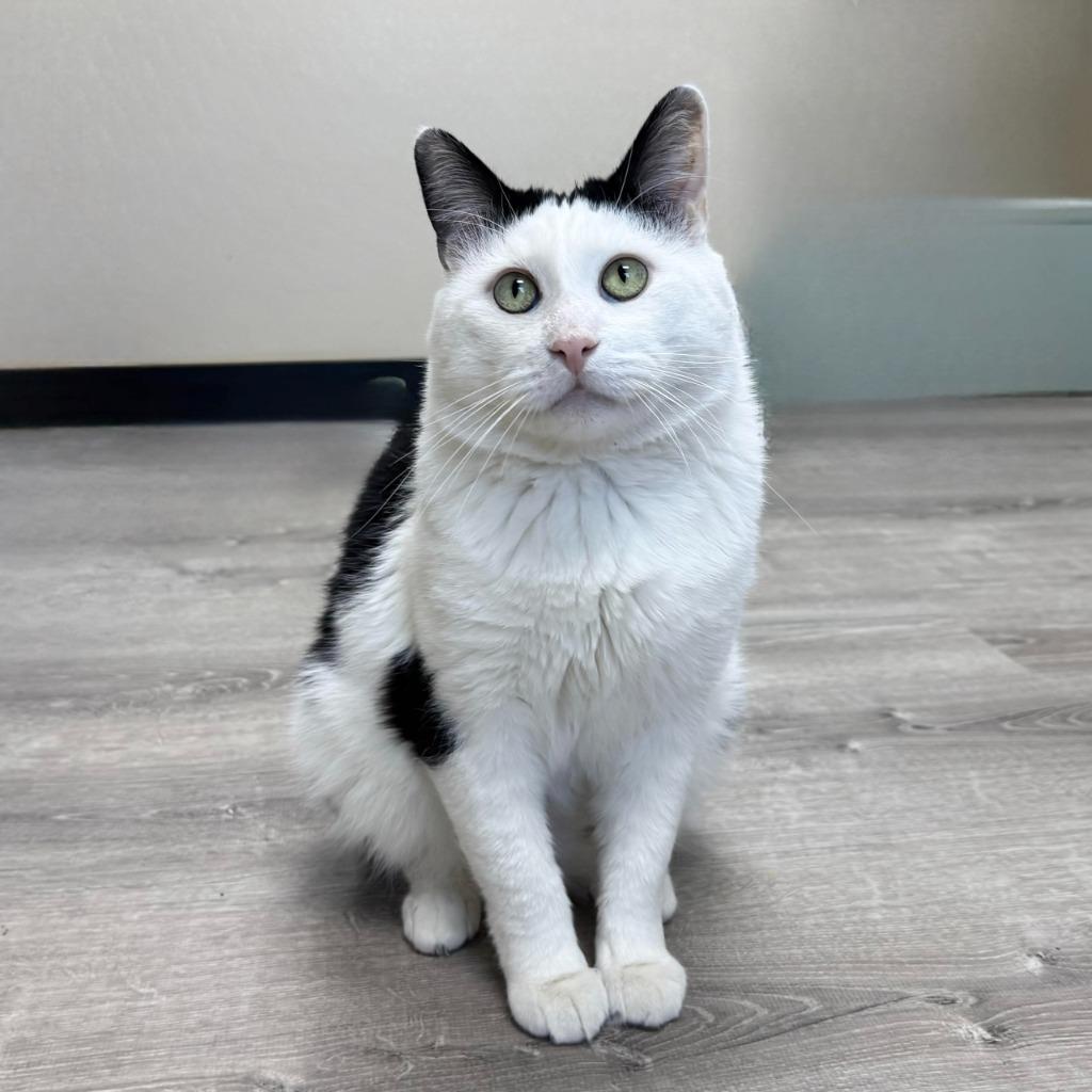 Enlarge Tommi, a Adoptable Domestic Short Hair in State College, PA image 6/6