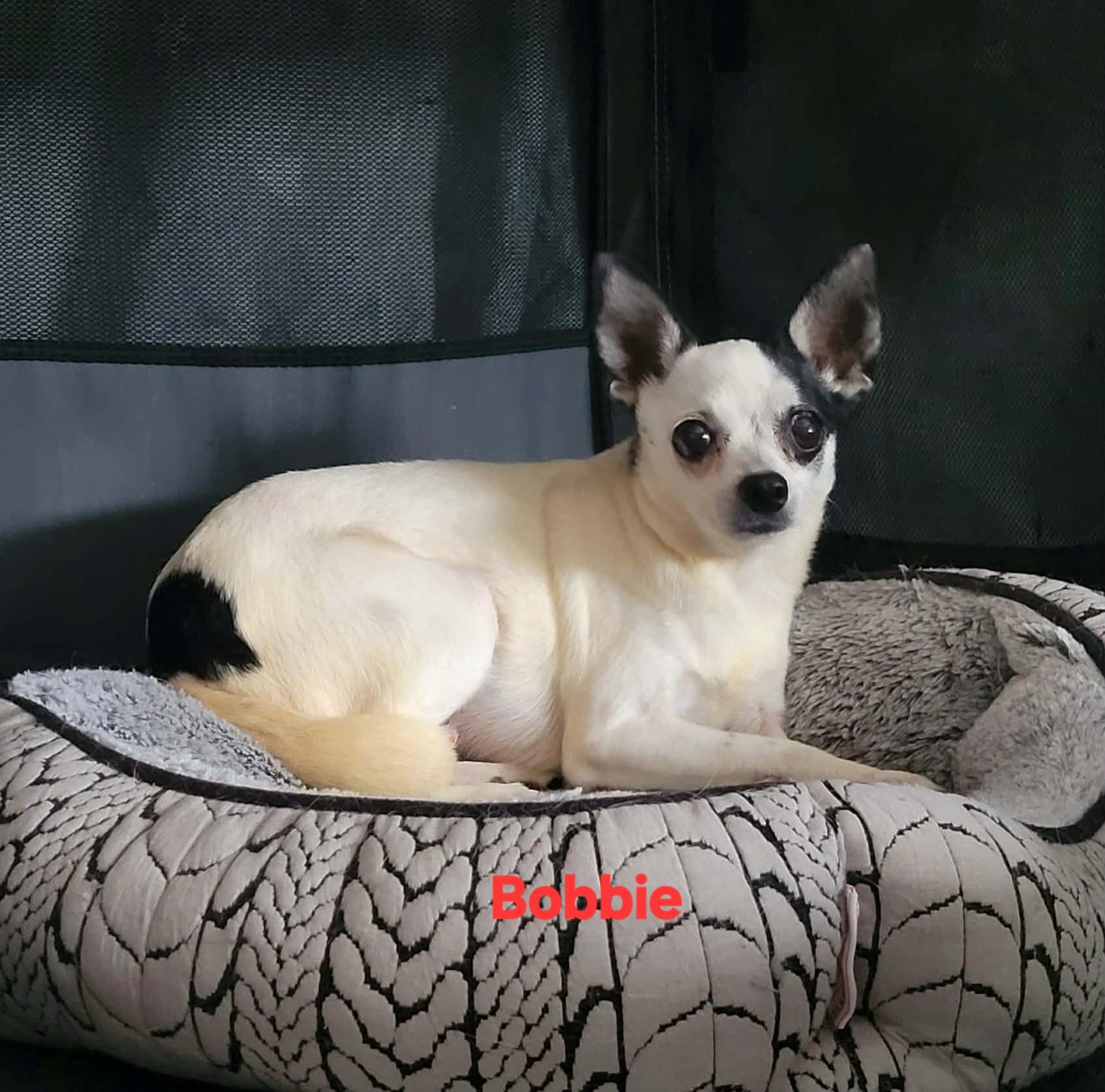 Enlarge Bobbie, a ADOPTABLE Chihuahua in New Port Richey, FL image 1/1