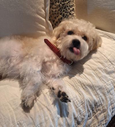 Rascal Puppy , a ADOPTABLE mixed breed in Bradenton, FL image 5/5