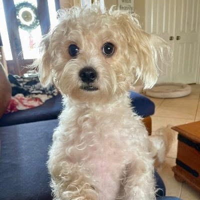 Rascal Puppy , ADOPTABLE, Young Male Miniature Poodle & Bichon Frise.