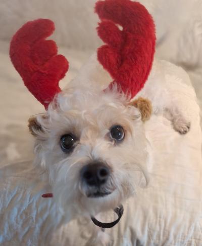 Rascal Puppy , a ADOPTABLE mixed breed in Bradenton, FL image 3/5