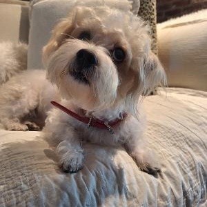 Rascal Puppy , a ADOPTABLE mixed breed in Bradenton, FL image 4/5