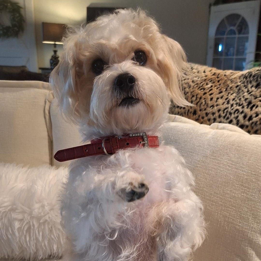 Rascal Puppy , a ADOPTABLE mixed breed in Bradenton, FL image 2/5