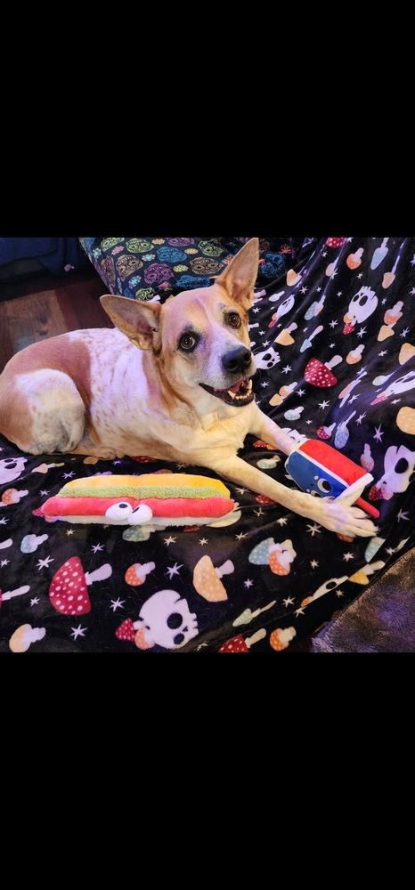Cookie, Adoptable, Adult Female Lancashire Heeler.