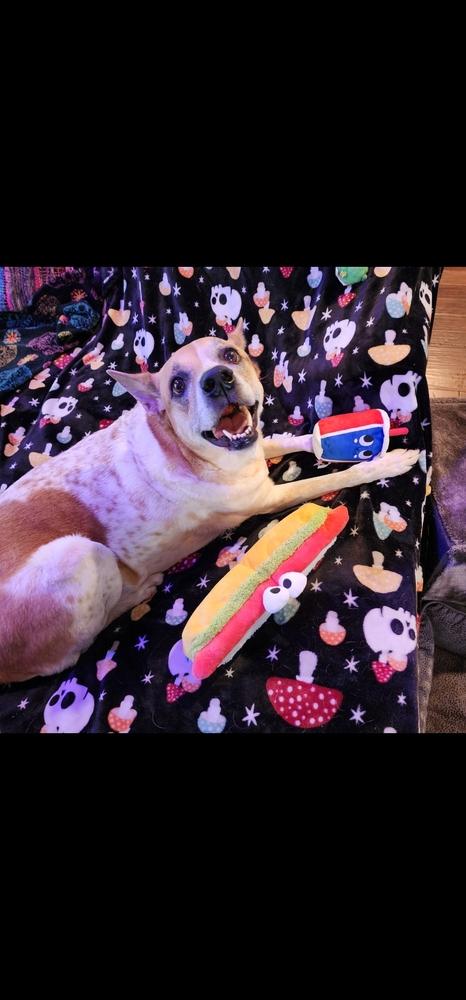 Enlarge Cookie, a Adoptable mixed breed in Dallas, TX image 2/6