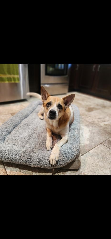 Enlarge Cookie, a Adoptable mixed breed in Dallas, TX image 3/6