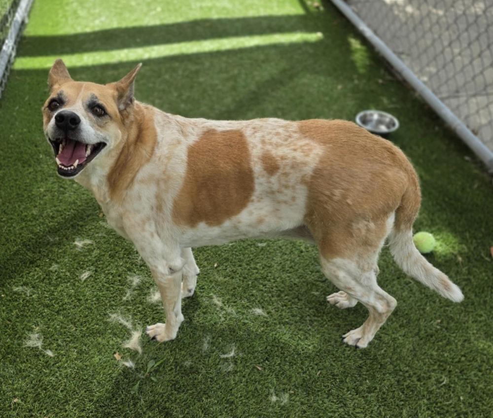 Enlarge Cookie, a Adoptable mixed breed in Dallas, TX image 4/6