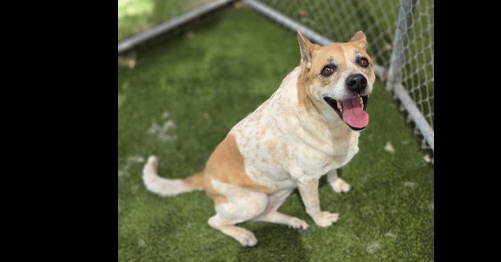 Enlarge Cookie, a Adoptable mixed breed in Dallas, TX image 5/6