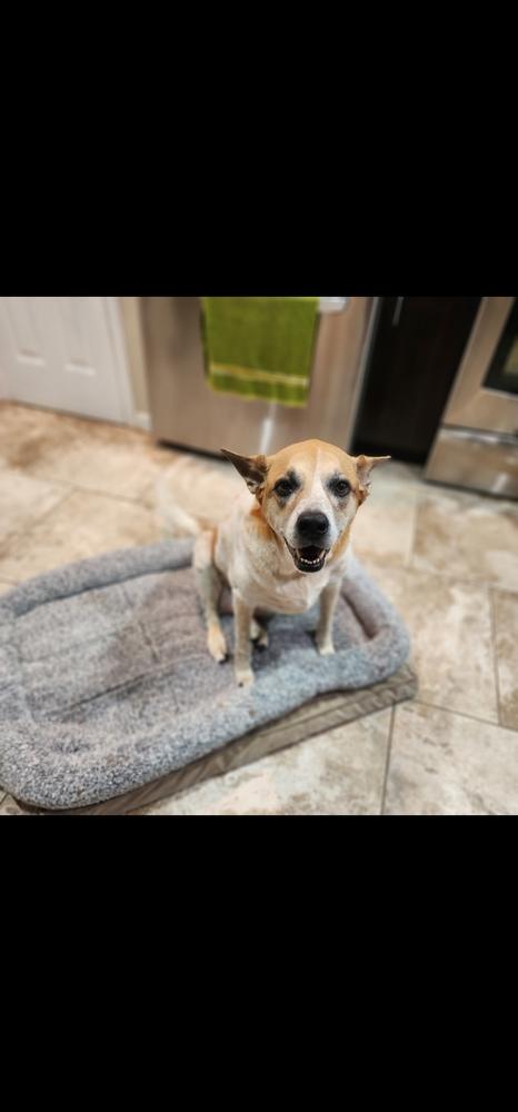 Enlarge Cookie, a Adoptable mixed breed in Dallas, TX image 6/6