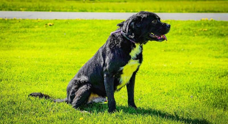 Enlarge Theo, a Adoptable Labrador Retriever in Kenton, OH image 1/2
