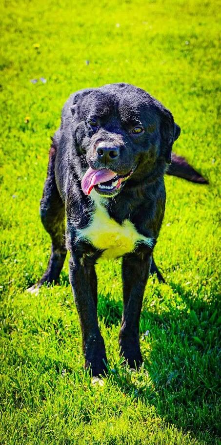 Enlarge Theo, a Adoptable Labrador Retriever in Kenton, OH image 2/2