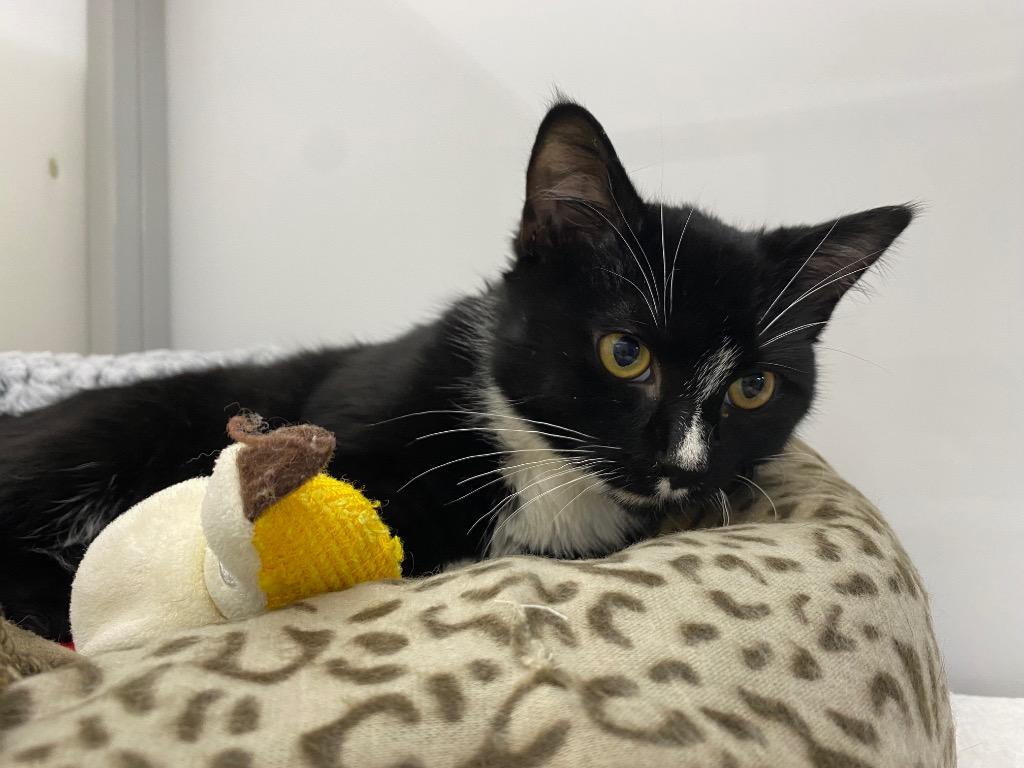Sploot, Adoptable, Young Male Domestic Short Hair.