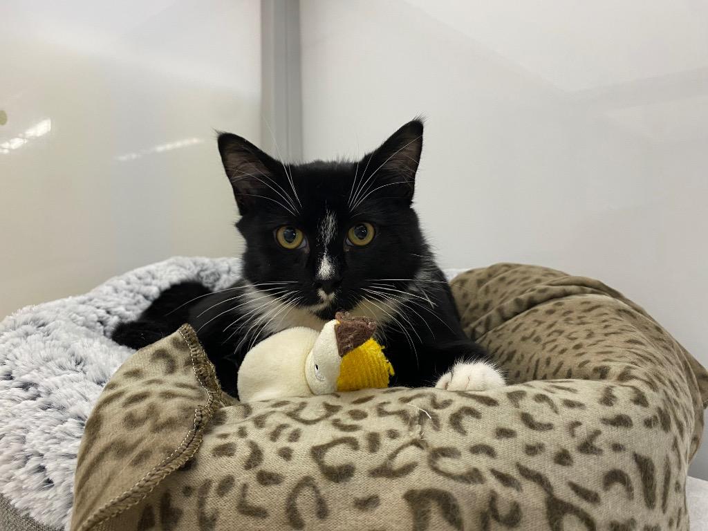 Enlarge Sploot, a Adoptable mixed breed in Raleigh, NC image 2/5
