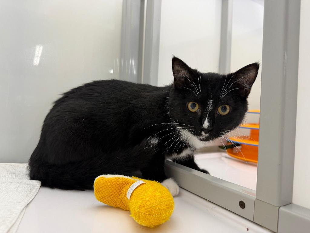 Enlarge Sploot, a Adoptable mixed breed in Raleigh, NC image 3/5